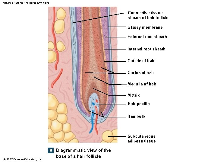 Figure 5 -12 d Hair Follicles and Hairs. Connective tissue sheath of hair follicle Figure 5 -12 d Hair Follicles and Hairs. Connective tissue sheath of hair follicle