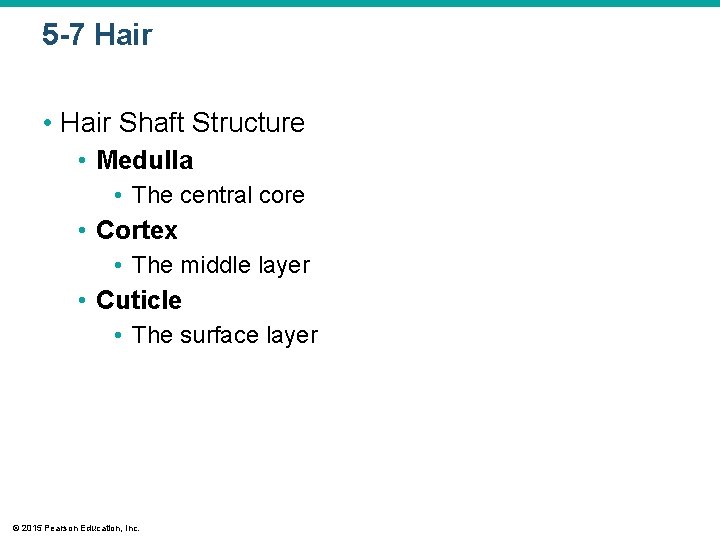 5 -7 Hair • Hair Shaft Structure • Medulla • The central core • 5 -7 Hair • Hair Shaft Structure • Medulla • The central core •