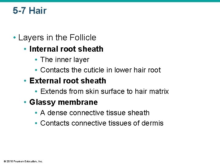 5 -7 Hair • Layers in the Follicle • Internal root sheath • The 5 -7 Hair • Layers in the Follicle • Internal root sheath • The
