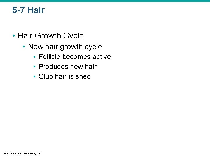 5 -7 Hair • Hair Growth Cycle • New hair growth cycle • Follicle 5 -7 Hair • Hair Growth Cycle • New hair growth cycle • Follicle
