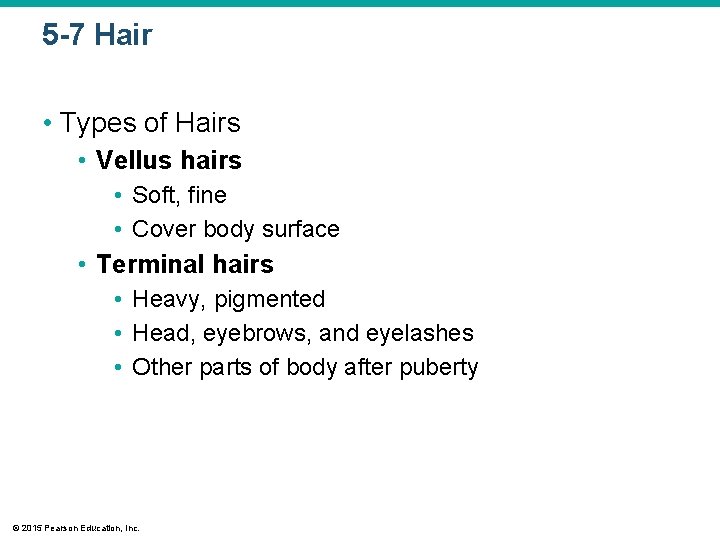 5 -7 Hair • Types of Hairs • Vellus hairs • Soft, fine • 5 -7 Hair • Types of Hairs • Vellus hairs • Soft, fine •