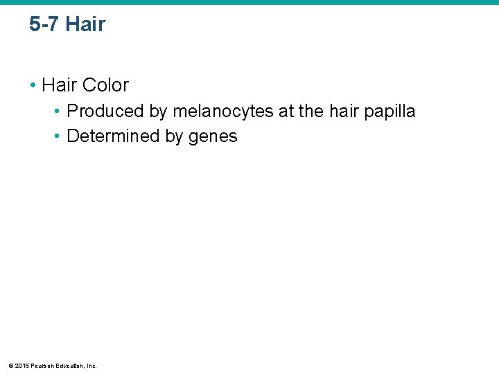 5 -7 Hair • Hair Color • Produced by melanocytes at the hair papilla 5 -7 Hair • Hair Color • Produced by melanocytes at the hair papilla