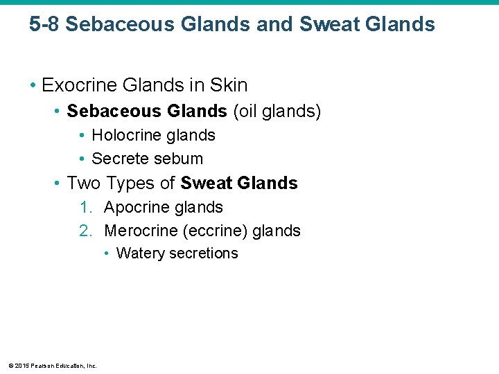 5 -8 Sebaceous Glands and Sweat Glands • Exocrine Glands in Skin • Sebaceous 5 -8 Sebaceous Glands and Sweat Glands • Exocrine Glands in Skin • Sebaceous