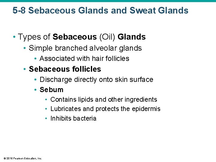 5 -8 Sebaceous Glands and Sweat Glands • Types of Sebaceous (Oil) Glands • 5 -8 Sebaceous Glands and Sweat Glands • Types of Sebaceous (Oil) Glands •
