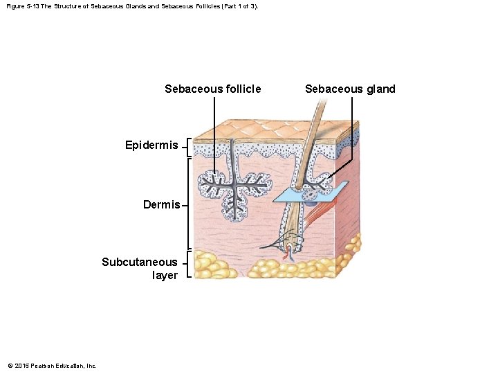 Figure 5 -13 The Structure of Sebaceous Glands and Sebaceous Follicles (Part 1 of Figure 5 -13 The Structure of Sebaceous Glands and Sebaceous Follicles (Part 1 of