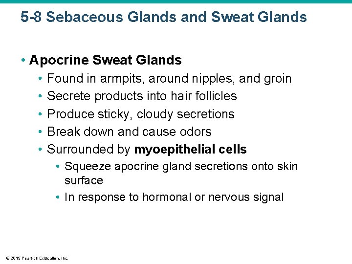 5 -8 Sebaceous Glands and Sweat Glands • Apocrine Sweat Glands • • • 5 -8 Sebaceous Glands and Sweat Glands • Apocrine Sweat Glands • • •