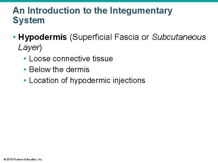 An Introduction to the Integumentary System • Hypodermis (Superficial Fascia or Subcutaneous Layer) • An Introduction to the Integumentary System • Hypodermis (Superficial Fascia or Subcutaneous Layer) •
