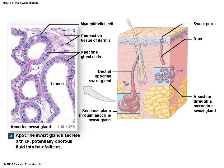 Figure 5 -14 a Sweat Glands. Myoepithelial cell Sweat pore Connective tissue of dermis Figure 5 -14 a Sweat Glands. Myoepithelial cell Sweat pore Connective tissue of dermis