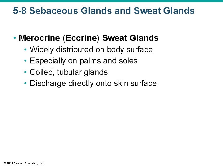 5 -8 Sebaceous Glands and Sweat Glands • Merocrine (Eccrine) Sweat Glands • • 5 -8 Sebaceous Glands and Sweat Glands • Merocrine (Eccrine) Sweat Glands • •