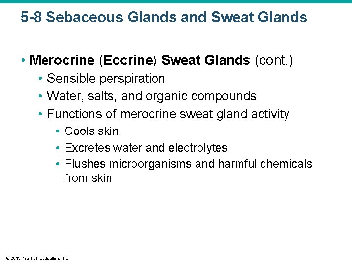 5 -8 Sebaceous Glands and Sweat Glands • Merocrine (Eccrine) Sweat Glands (cont. ) 5 -8 Sebaceous Glands and Sweat Glands • Merocrine (Eccrine) Sweat Glands (cont. )