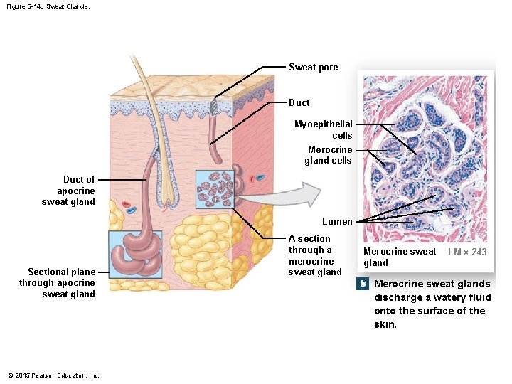 Figure 5 -14 b Sweat Glands. Sweat pore Duct Myoepithelial cells Merocrine gland cells Figure 5 -14 b Sweat Glands. Sweat pore Duct Myoepithelial cells Merocrine gland cells