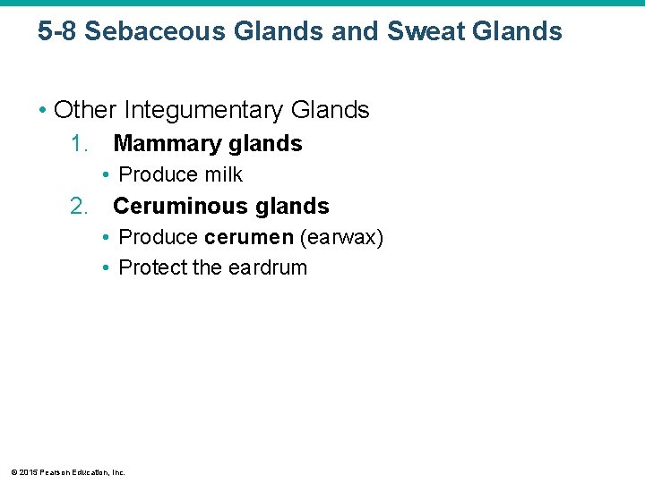 5 -8 Sebaceous Glands and Sweat Glands • Other Integumentary Glands 1. Mammary glands 5 -8 Sebaceous Glands and Sweat Glands • Other Integumentary Glands 1. Mammary glands