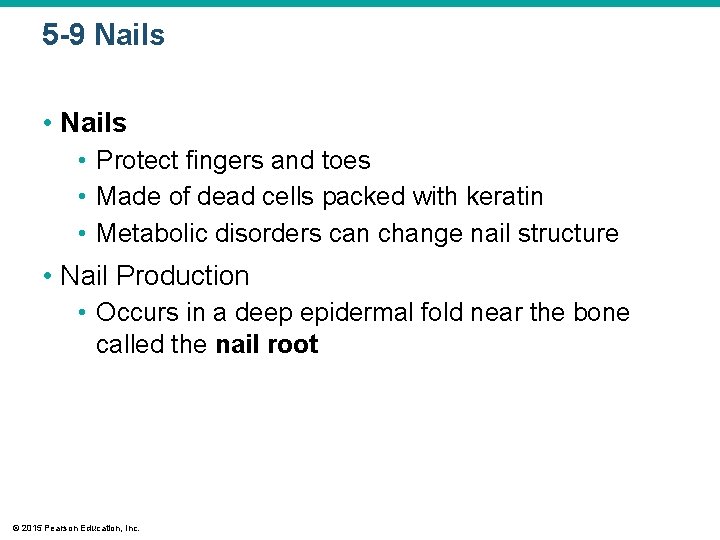 5 -9 Nails • Protect fingers and toes • Made of dead cells packed 5 -9 Nails • Protect fingers and toes • Made of dead cells packed