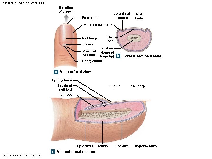 Figure 5 -15 The Structure of a Nail. Direction of growth Lateral nail groove Figure 5 -15 The Structure of a Nail. Direction of growth Lateral nail groove