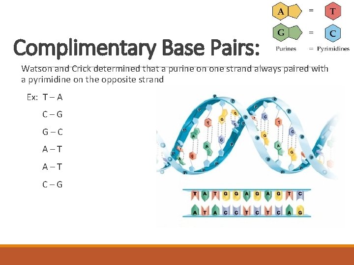Complimentary Base Pairs: Watson and Crick determined that a purine on one strand always
