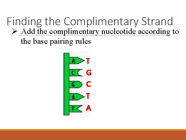 Finding the Complimentary Strand Ø Add the complimentary nucleotide according to the base pairing