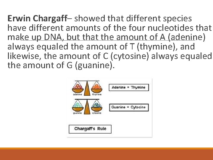Erwin Chargaff– showed that different species have different amounts of the four nucleotides that