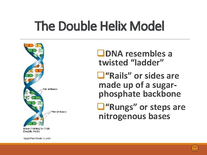 The Double Helix Model q. DNA resembles a twisted “ladder” q“Rails” or sides are