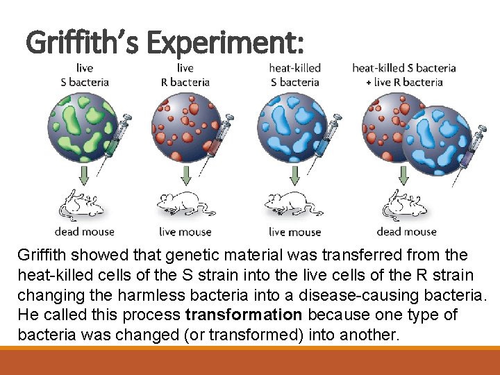 Griffith’s Experiment: Griffith showed that genetic material was transferred from the heat-killed cells of