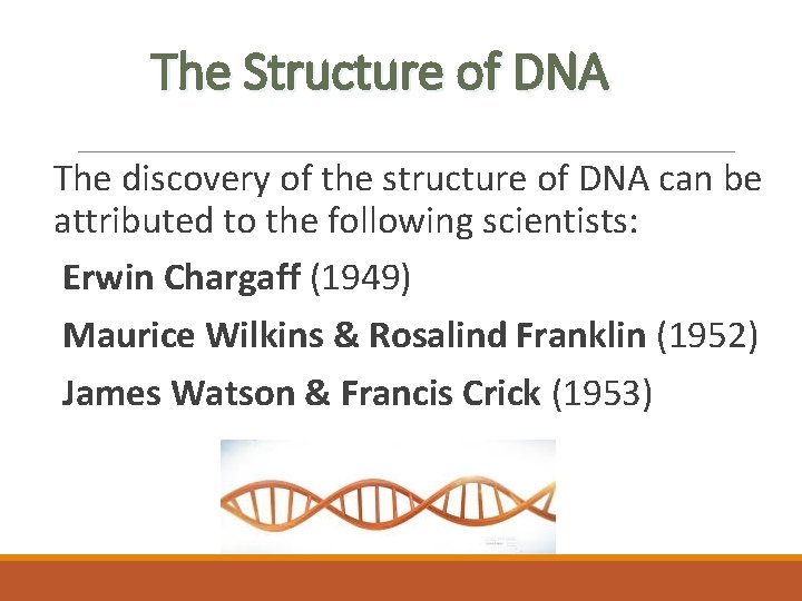 The Structure of DNA The discovery of the structure of DNA can be attributed