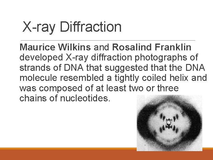 X-ray Diffraction Maurice Wilkins and Rosalind Franklin developed X-ray diffraction photographs of strands of