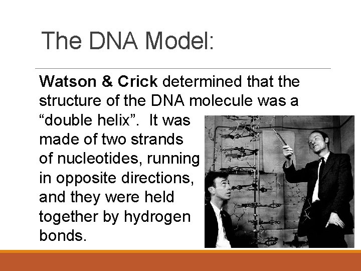 The DNA Model: Watson & Crick determined that the structure of the DNA molecule