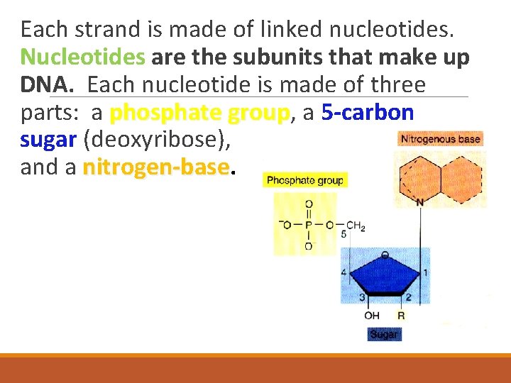 Each strand is made of linked nucleotides. Nucleotides are the subunits that make up