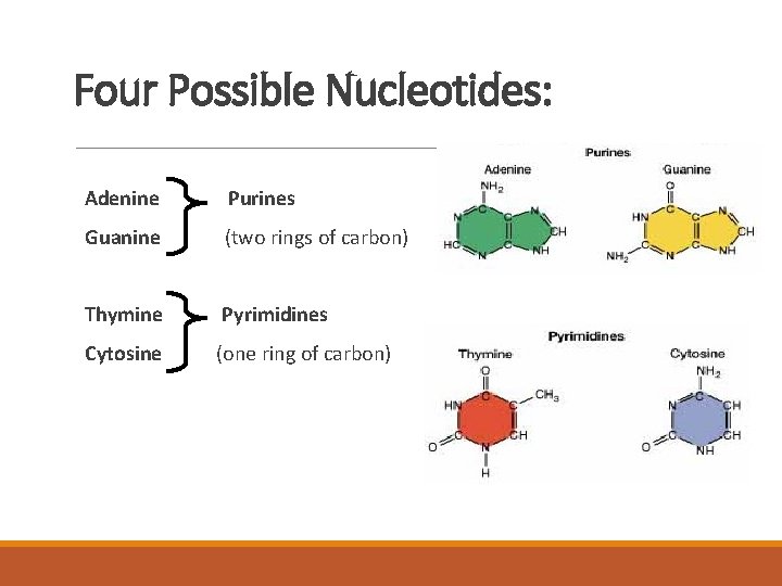 Four Possible Nucleotides: Adenine Purines Guanine (two rings of carbon) Thymine Pyrimidines Cytosine (one