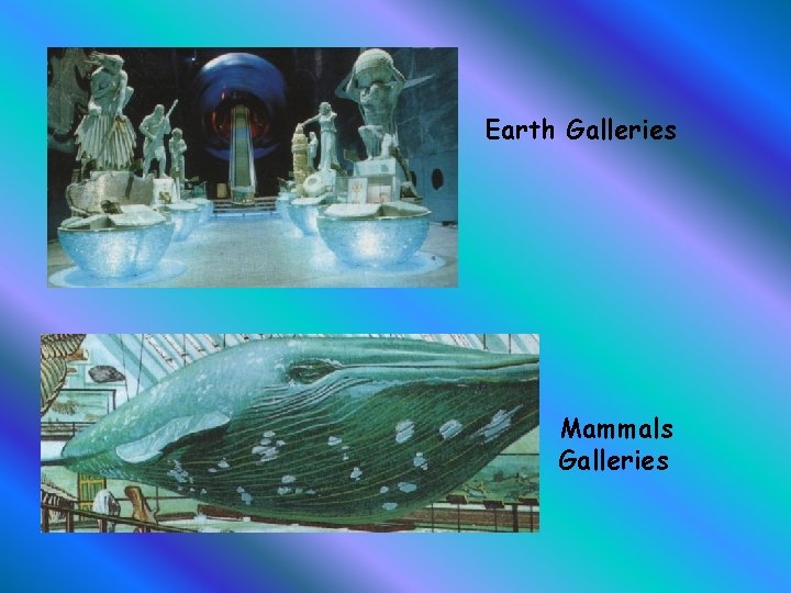 Earth Galleries Mammals Galleries 