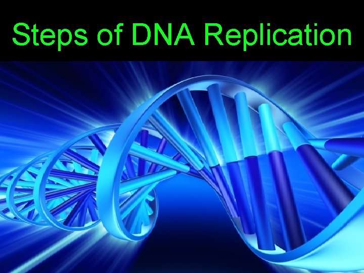 Steps of DNA Replication 