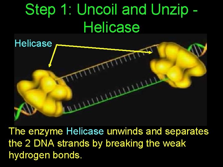 Step 1: Uncoil and Unzip Helicase The enzyme Helicase unwinds and separates the 2
