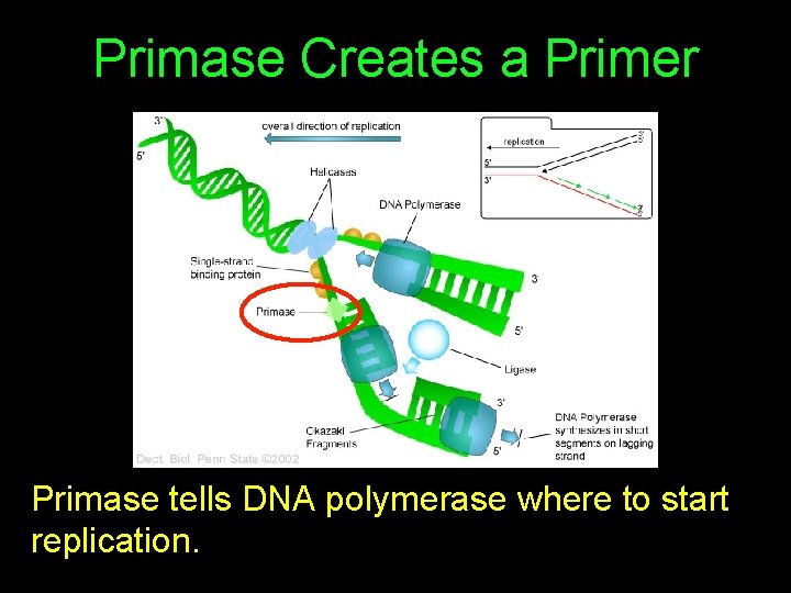 Primase Creates a Primer Primase tells DNA polymerase where to start replication. 