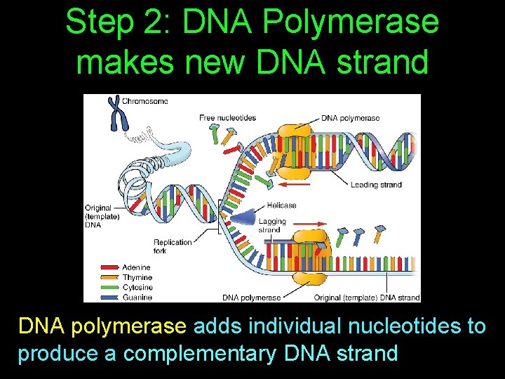 Step 2: DNA Polymerase makes new DNA strand DNA polymerase adds individual nucleotides to