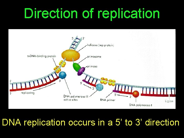 Direction of replication DNA replication occurs in a 5’ to 3’ direction 