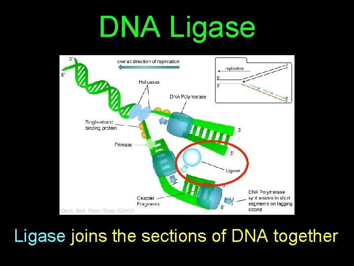 DNA Ligase joins the sections of DNA together 