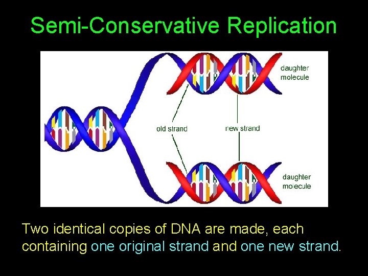 Semi-Conservative Replication Two identical copies of DNA are made, each containing one original strand