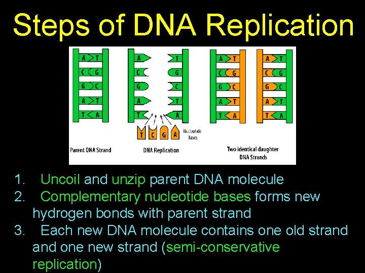 Steps of DNA Replication 1. Uncoil and unzip parent DNA molecule 2. Complementary nucleotide