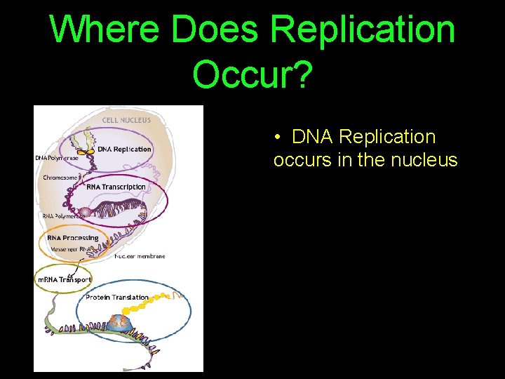 Where Does Replication Occur? • DNA Replication occurs in the nucleus 