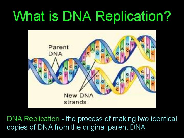 What is DNA Replication? DNA Replication - the process of making two identical copies