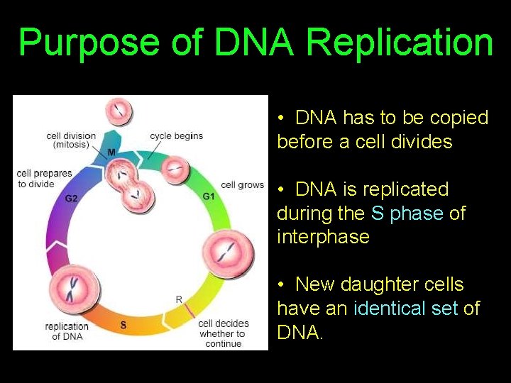 Purpose of DNA Replication • DNA has to be copied before a cell divides