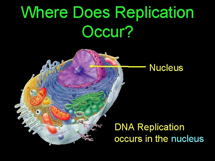 Where Does Replication Occur? Nucleus DNA Replication occurs in the nucleus 