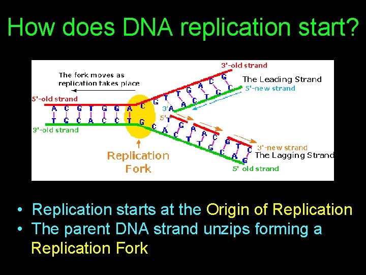 How does DNA replication start? • Replication starts at the Origin of Replication •