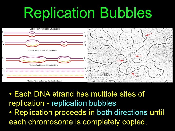 Replication Bubbles • Each DNA strand has multiple sites of replication - replication bubbles