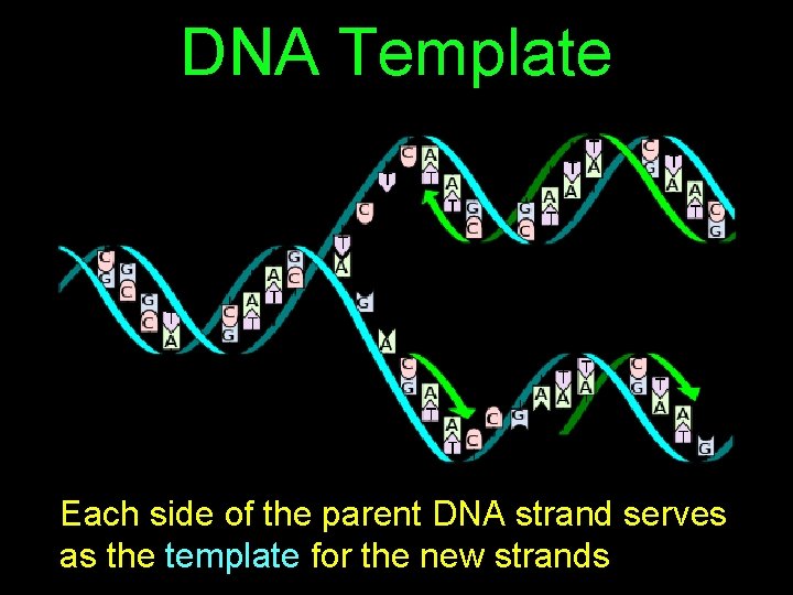 DNA Template Each side of the parent DNA strand serves as the template for