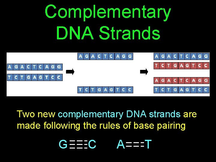 Complementary DNA Strands Two new complementary DNA strands are made following the rules of