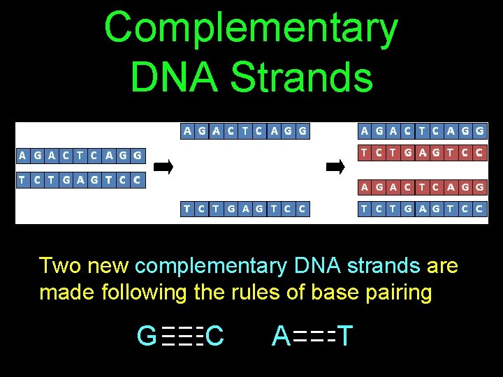 Complementary DNA Strands Two new complementary DNA strands are made following the rules of