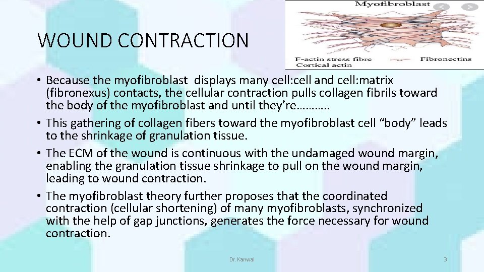 WOUND CONTRACTION • Because the myofibroblast displays many cell: cell and cell: matrix (fibronexus)