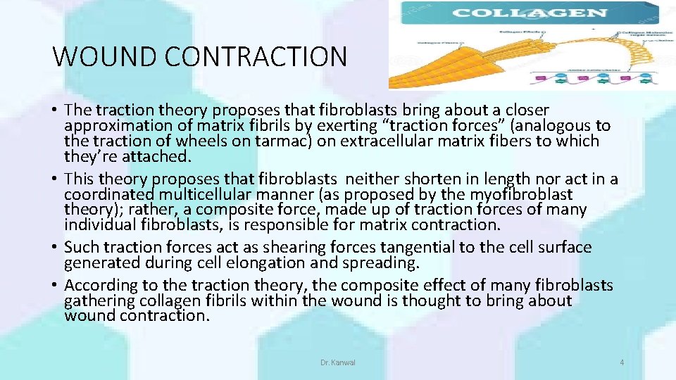 WOUND CONTRACTION • The traction theory proposes that fibroblasts bring about a closer approximation