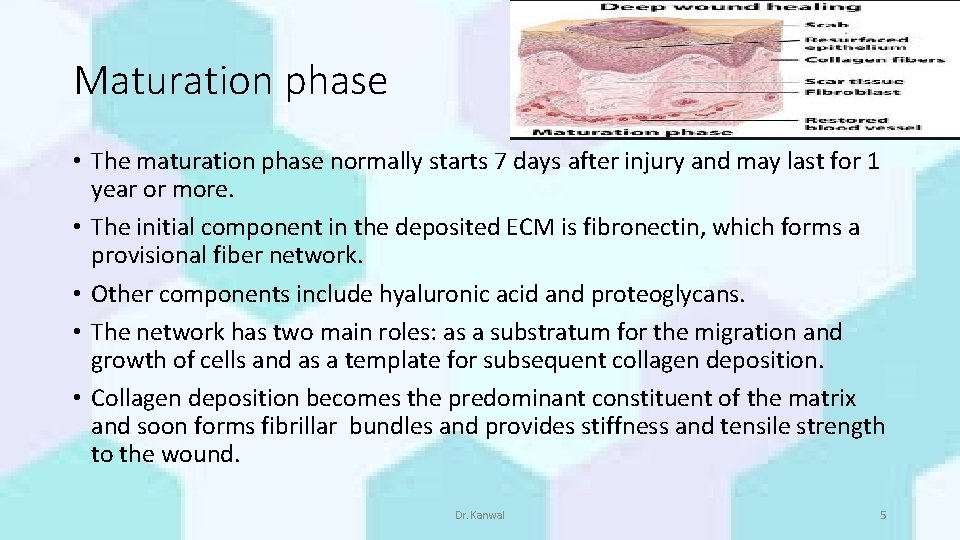 Maturation phase • The maturation phase normally starts 7 days after injury and may