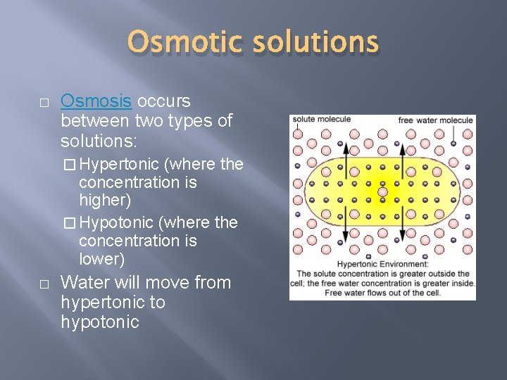 Osmotic solutions � Osmosis occurs between two types of solutions: � Hypertonic (where the